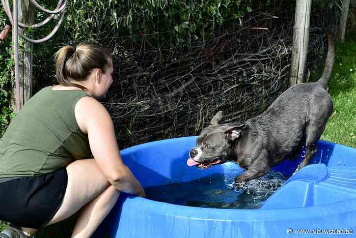 Overvolle Mechelse Dierenbescherming zorgt voor verfrissing tijdens hitte: “Dieren zijn weer wegwerpartikelen geworden”