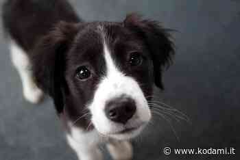 Viveva in casa con 37 cani: denunciata una donna a Prato - Kodami