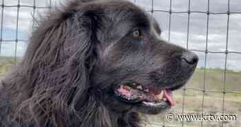 A 'New'foundland roams the Lewis & Clark Trail - KRTV NEWS Great Falls