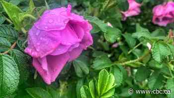 Trying to salvage a soggy garden? Here's how