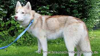 Sibirian Husky Bella sucht neue Familie in Braunschweig