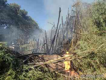 Incêndio em bambuzal chega próximo a casas em Ituiutaba - Globo