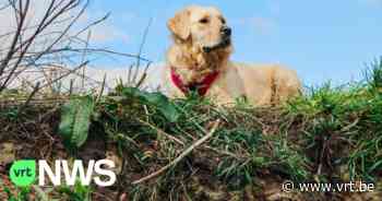 Politie Mechelen-Willebroek vindt moeilijker eigenaars van weggelopen huisdieren: “We mogen de chips niet meer uitlezen” - VRT NWS