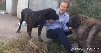 Enna, nasce la clinica veterinaria per animali di affezione. Musumeci: “Atto di civiltà e amore” | CLICCA PER LE FOTO - ilSicilia.it