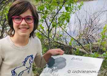 Want to know what a burtle is? - CochraneNow.com