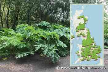 Giant Hogweed in Brecon, Newtown, Welshpool - how to deal with toxic plant - Powys County Times