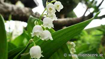 Wunder der Natur: Pflanzen – Blumen: Maiglöckchen und die Rückkehr des Glücks - meinbezirk.at