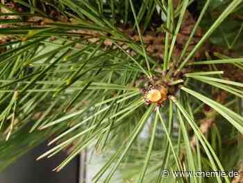 Kranke Pflanzen und falsches Parfüm lassen sich schnell, zuverlässig und in Echtzeit identifizieren
