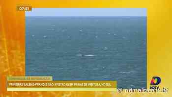 Primeiras baleias-francas são avistadas em praias de Imbituba - ND Mais