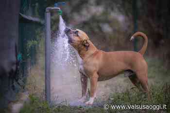 VALSUSA, CHI VUOLE ADOTTARE IL CANE SAVERIO? AL CANILE CENTO CODE DI SANT'ANTONINO DI SUSA - ValsusaOggi