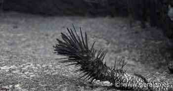 Las abejas, entre las principales 'víctimas' del incendio de Zamora - Heraldo.es