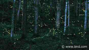 Researchers hope fireflies will aid robot communication - Belleville News-Democrat