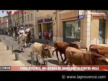 Feria d’Istres : un lâcher de taureaux en centre-ville - La Provence