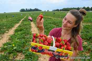 Zeit für rote Früchtchen - freiepresse.de