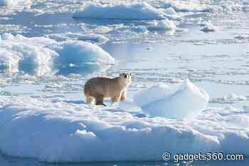 Scientists Discover Unique Group of Polar Bears Relying on Glacial Ice in Southeast Greenland
