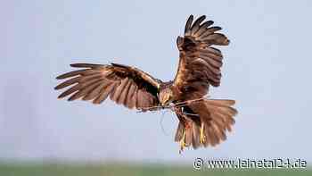 Gaukelnde Flugkünstler mit scharfem Blick - leinetal24.de