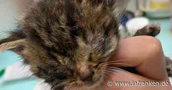 Tierheim Bamberg schockt mit schrecklichen Fotos von "Horror-Kätzchen" - "zu viele haben weggesehen"