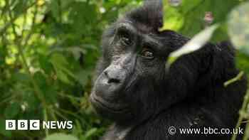 The secret to saving mountain gorillas