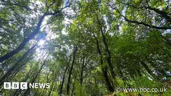Friendly fungi help forests fight climate change
