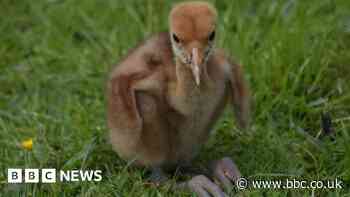 Red-crowned crane: Rare species hatches at Martin Mere