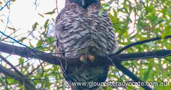NSW man charged with stealing Vic firewood - Gloucester Advocate