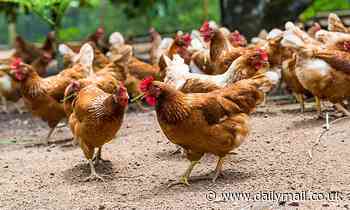 Bird flu rise is blamed on trend for keeping chickens in gardens