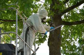 Weniger Eichenprozessionsspinner in Münster