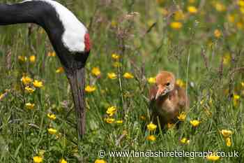 Rare species of crane born at Burscough nature reserve