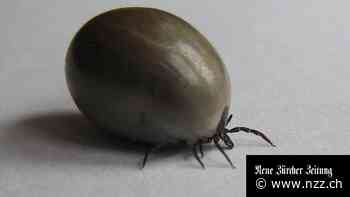 KOMMENTAR - Pfizer macht sich an die Zeckenimpfung – Kapital ist beim Konzern im Überfluss vorhanden