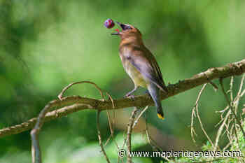 PHOTOS: You be the nature photo judge – Maple Ridge News - Maple Ridge News