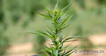 Delta-8 thrives in Pa.'s confusing marijuana landscape - 90.5 WESA