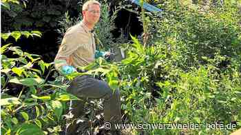 Pfadfinder in Herrenalb: Dem Riesenbärenklau den Garaus machen