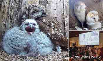 Mesmerising live stream of barn owls in Yorkshire goes viral