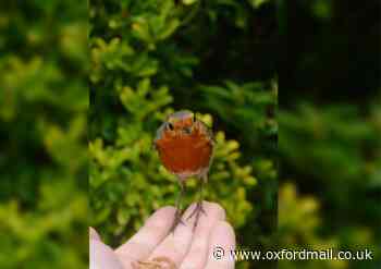 NHS scientist feeds wild robin for three years in Oxford