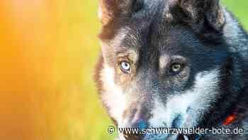 Tote Huskys von Dobel: Halterin erhebt Einspruch gegen Strafbefehl