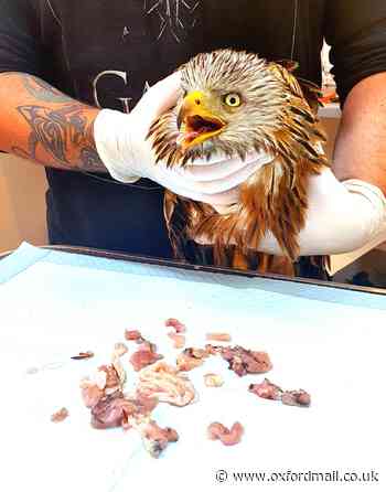 Feeding warning after red kite nearly killed by raw, rotting chicken