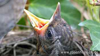 Was tun mit aus dem Nest gefallenen Jungvögeln? Das müssen Sie wissen