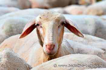 Schafe können in Weinbergen den Einsatz von Chemie reduzieren - Kreis Breisgau-Hochschwarzwald - Badische Zeitung