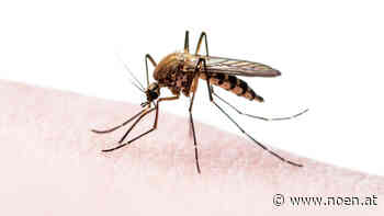 Umweltberatung gibt Tipps - Ohne Chemie gegen lästige Gelsenstiche - NÖN.at