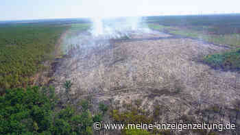 Waldbrände in Brandenburg: Forschungsprojekt von Flammen angegriffen