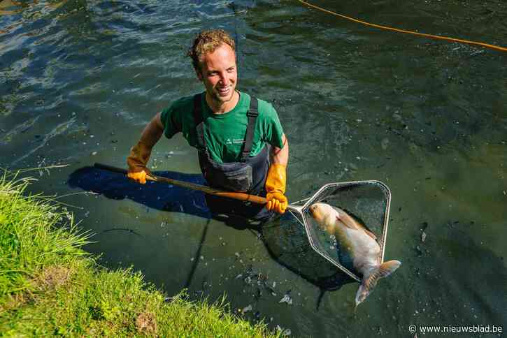 Renovatie parkvijvers Vrijbroekpark gestart: “Al zeker één ton karpers opgevist”