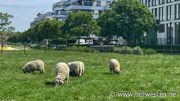 Essen: Schafe grasen in Grüner Mitte – mit diesem ernsten Anliegen - DER WESTEN