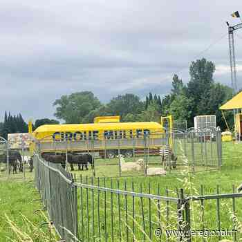 Salon-de-Provence : l'installation d'un cirque avec animaux ne passe toujours pas - Le Régional