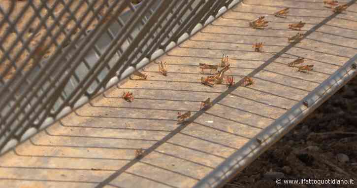 Le cavallette mettono in crisi gli allevamenti nel Nuorese: “Le pecore non hanno più pascolo, le spese stanno diventando insostenibili”