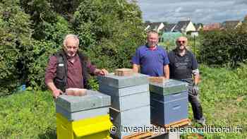 Bully-les-Mines : Des abeilles (et bientôt du miel) dans les jardins des corons d'Aix - Nord Littoral
