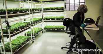 Sundial Growers signs deal to make stalking horse bid for Zenabis Group