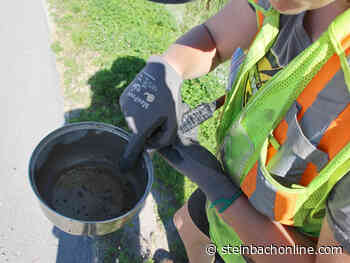 Mosquito larvae found in standing water in Steinbach - SteinbachOnline.com