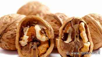 Noci 'stregate': a San Martino si racconta l'antico rito - ForlìToday