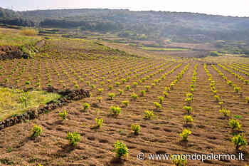 Il Passito di Pantelleria di Cantine Pellegrino è il miglior vino dolce d'Italia - Mondopalermo.it