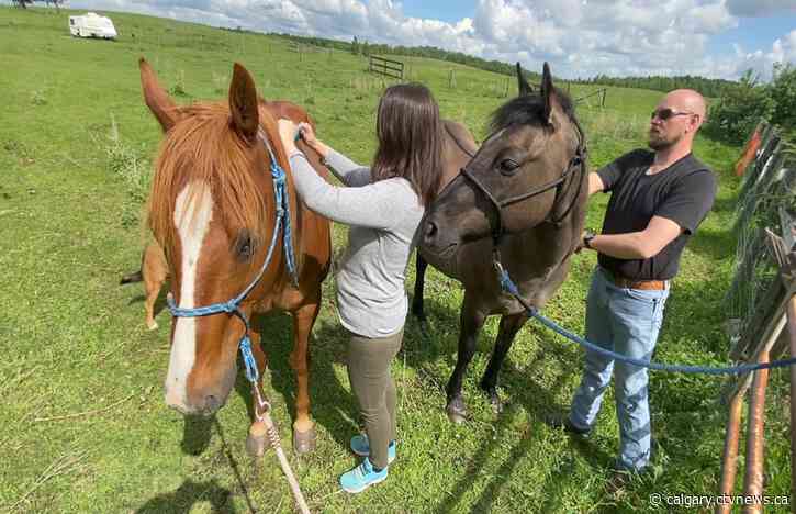 Equine PTSD therapy program to expand